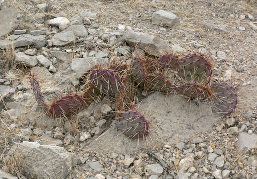 Image of Brownspine Pricklypear