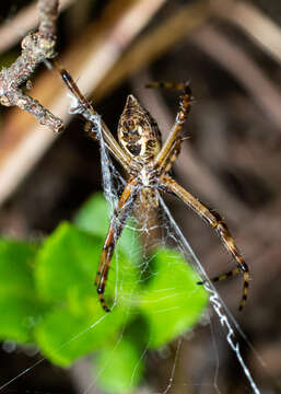 Image of Argiope carvalhoi (Mello-Leitão 1944)