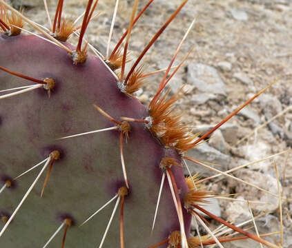 Image of Brownspine Pricklypear