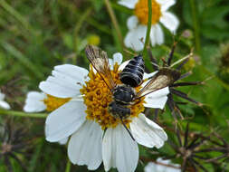 Image of Coelioxys mexicanus Cresson 1878