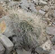 Image of Panhandle Prickly-pear