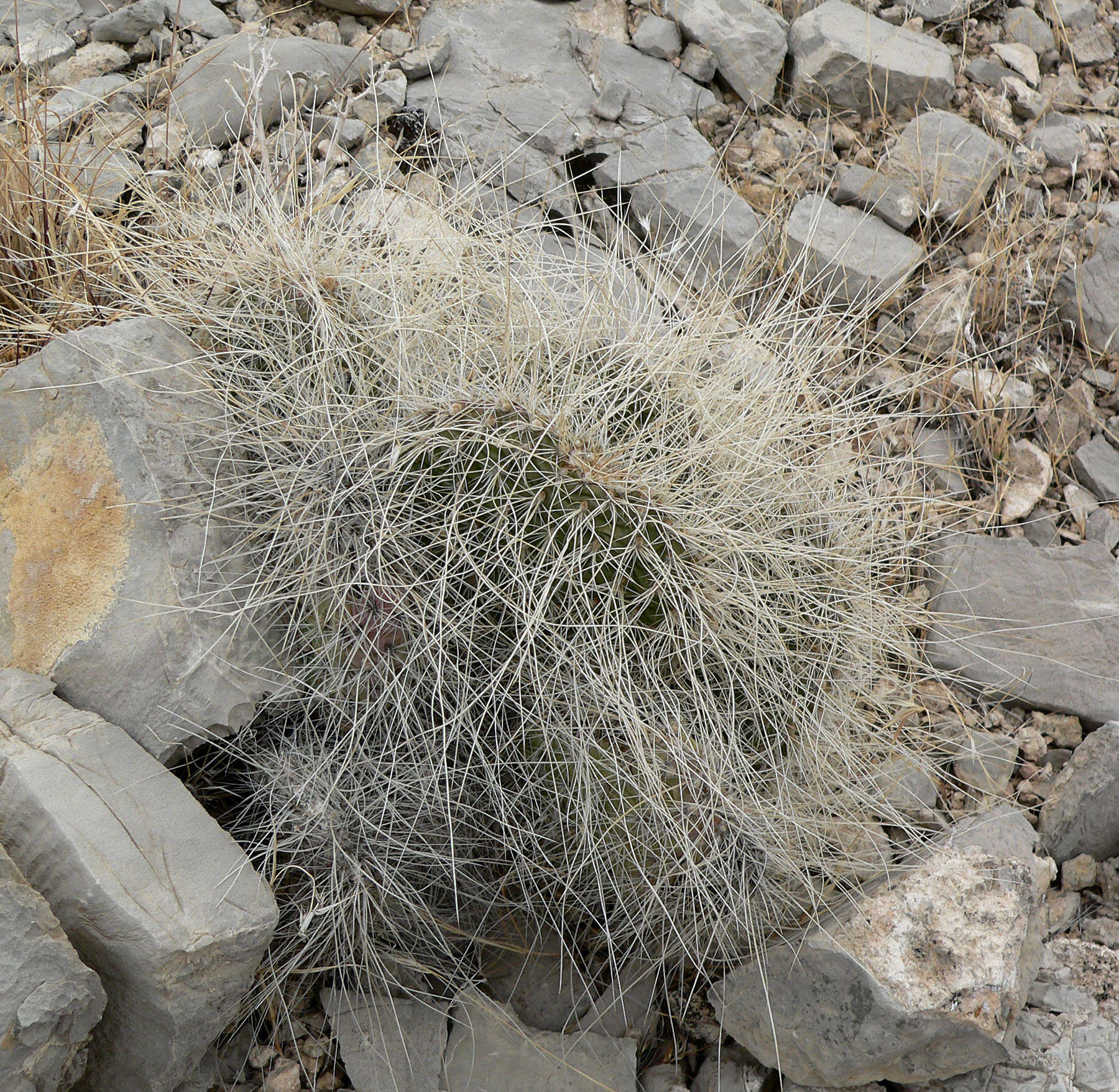 Image of Panhandle Prickly-pear