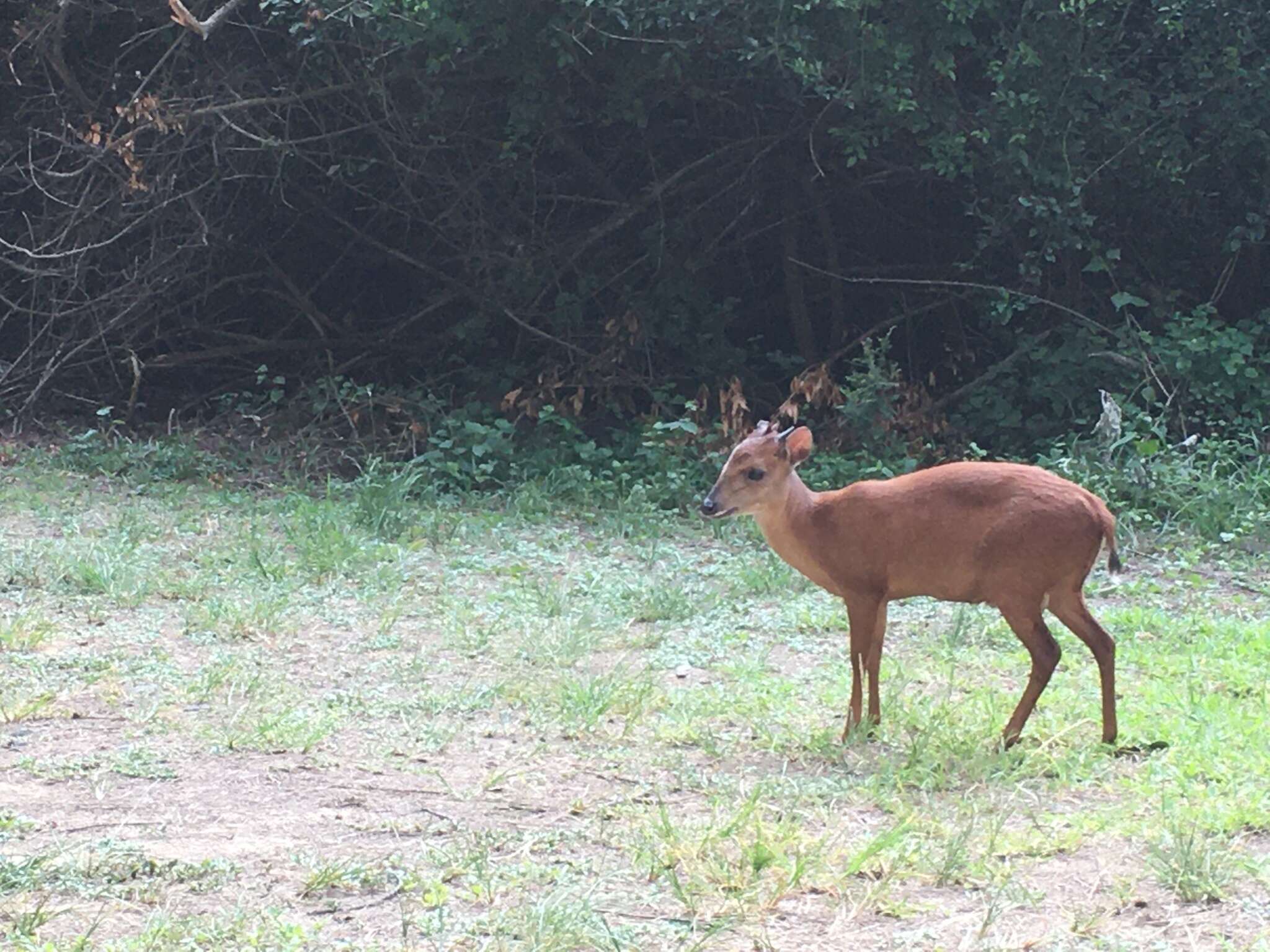 Image of Natal Duiker