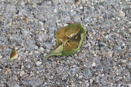 Image of Boxwood leafminer