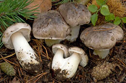 Imagem de Tricholoma portentosum (Fr.) Quél. 1873