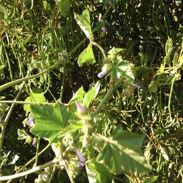 Imagem de Puccinia malvacearum Bertero ex Mont. 1852