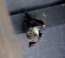 Image of Common Short-nosed Fruit Bat