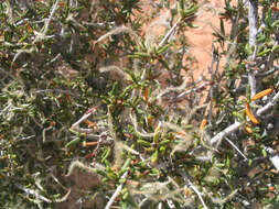 Imagem de Cercocarpus intricatus S. Wats.