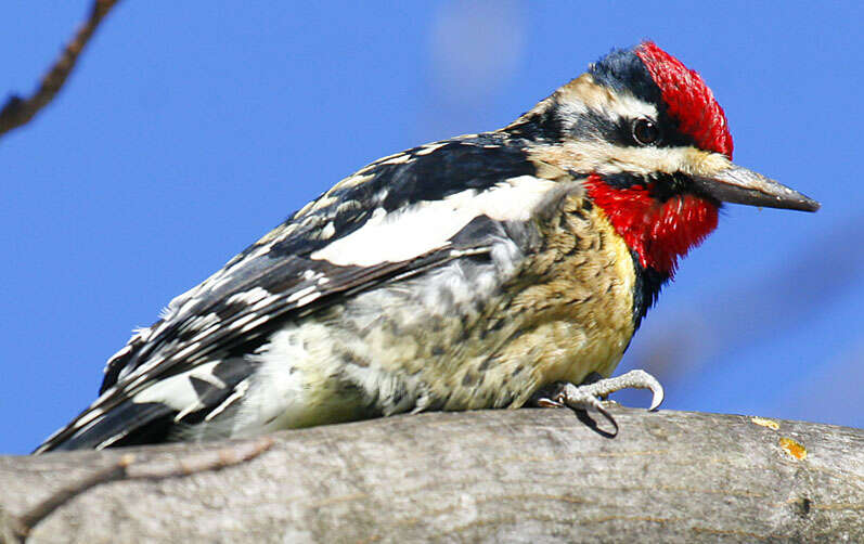 Image of Sapsucker