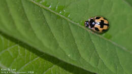 Image of Propylea japonica (Thunberg 1781)