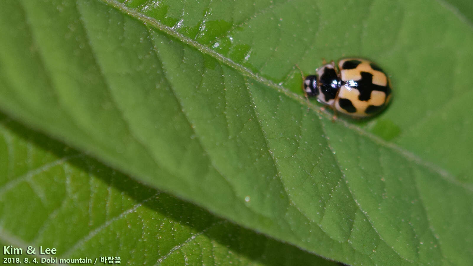 Image of Propylea japonica (Thunberg 1781)