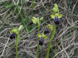 Image of Ophrys fusca subsp. iricolor (Desf.) K. Richt.