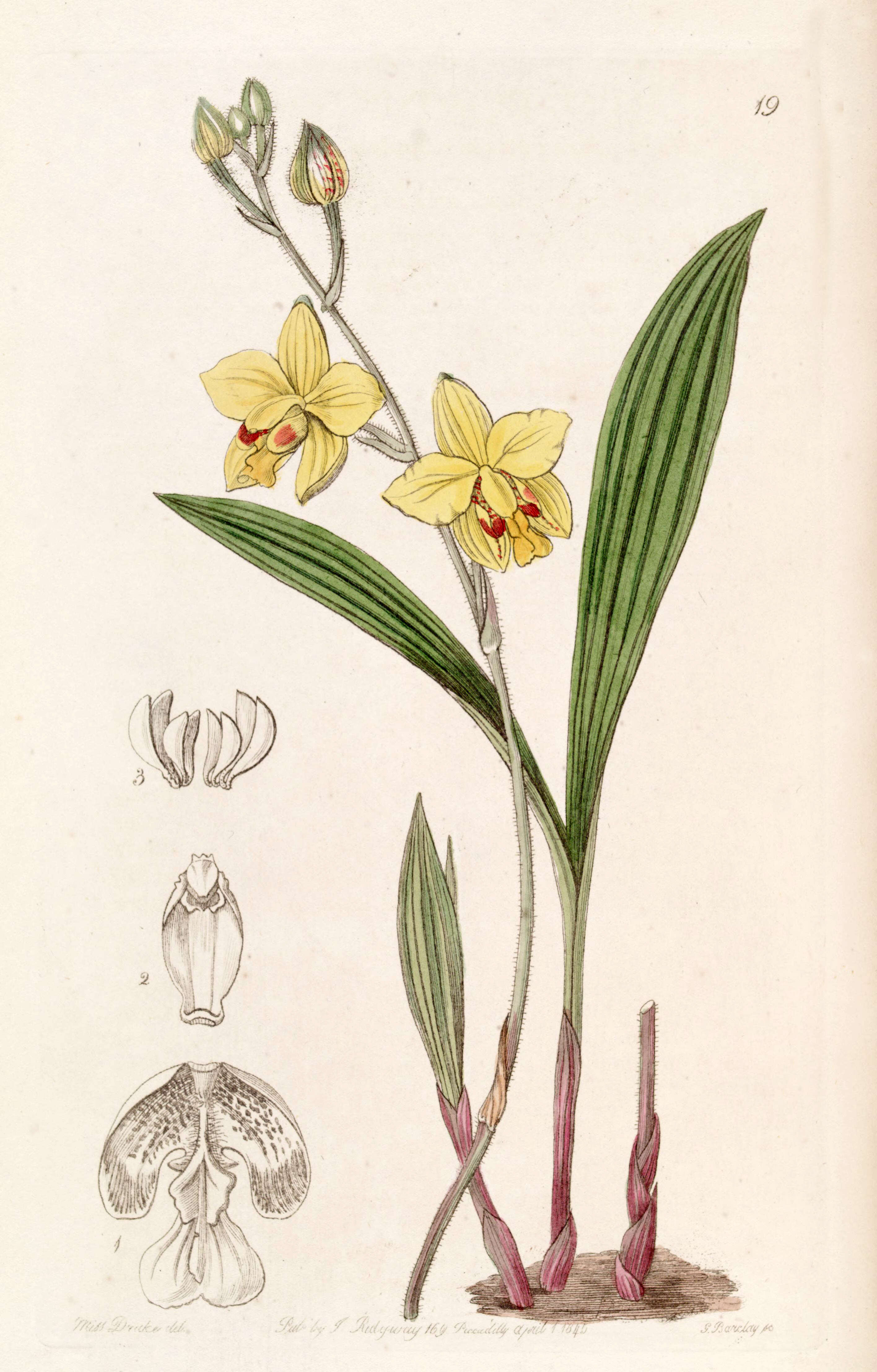 Imagem de Spathoglottis pubescens Lindl.