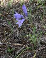 صورة Triteleia grandiflora Lindl.