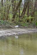 Image of Little Egret