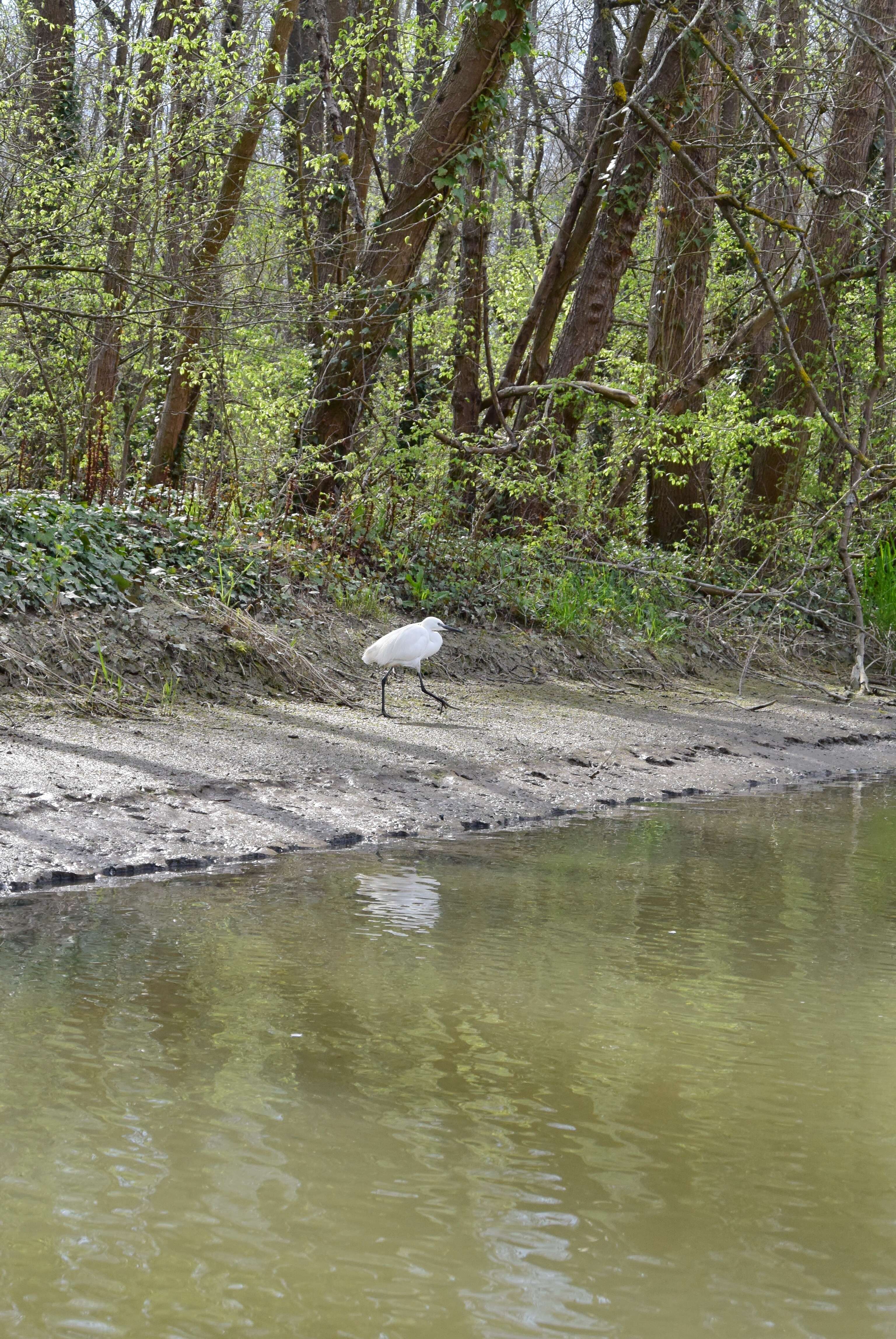 Image of Little Egret