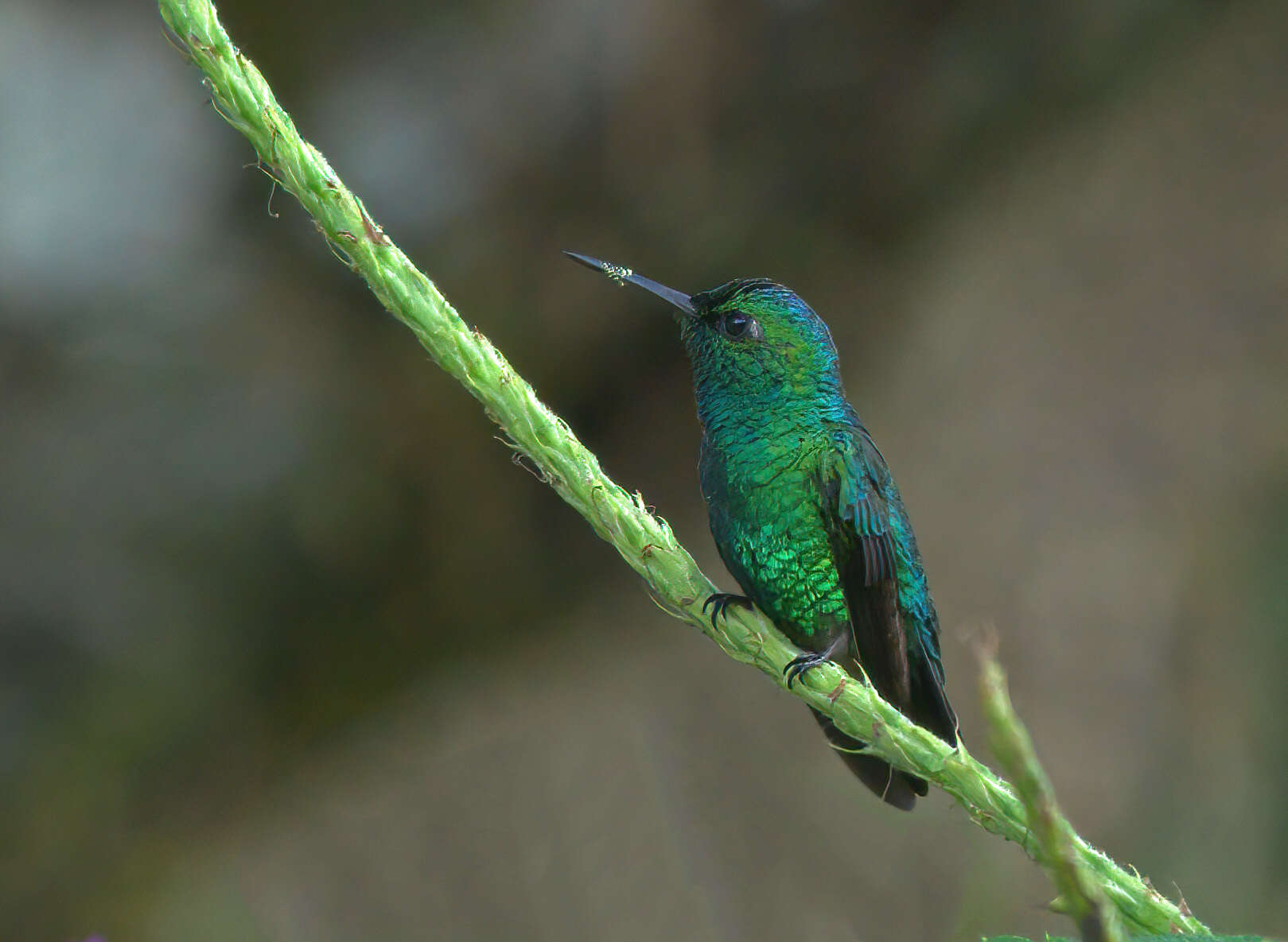 Chlorostilbon mellisugus (Linnaeus 1758) resmi