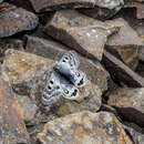 Imagem de Parnassius cephalus Grum-Grshimailo 1891