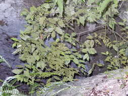 Sivun Ceylonineebenpuu kuva