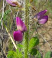 Plancia ëd Lupinus hirsutissimus Benth.