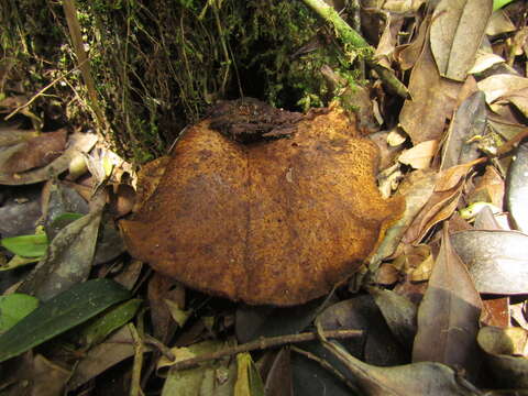 Image of Boletinellus exiguus (Singer & Digilio) Watling 1997