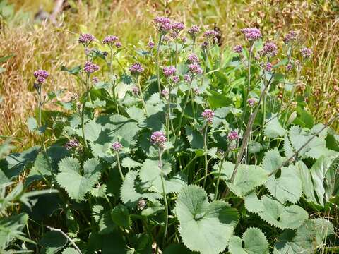 Image of Hedge-leaved Adenostyle