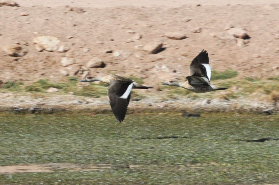 Image of Andean Crested Duck