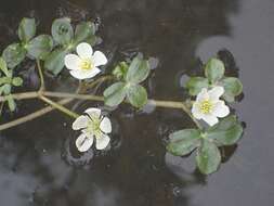 Image of Lobb's Water-Crowfoot