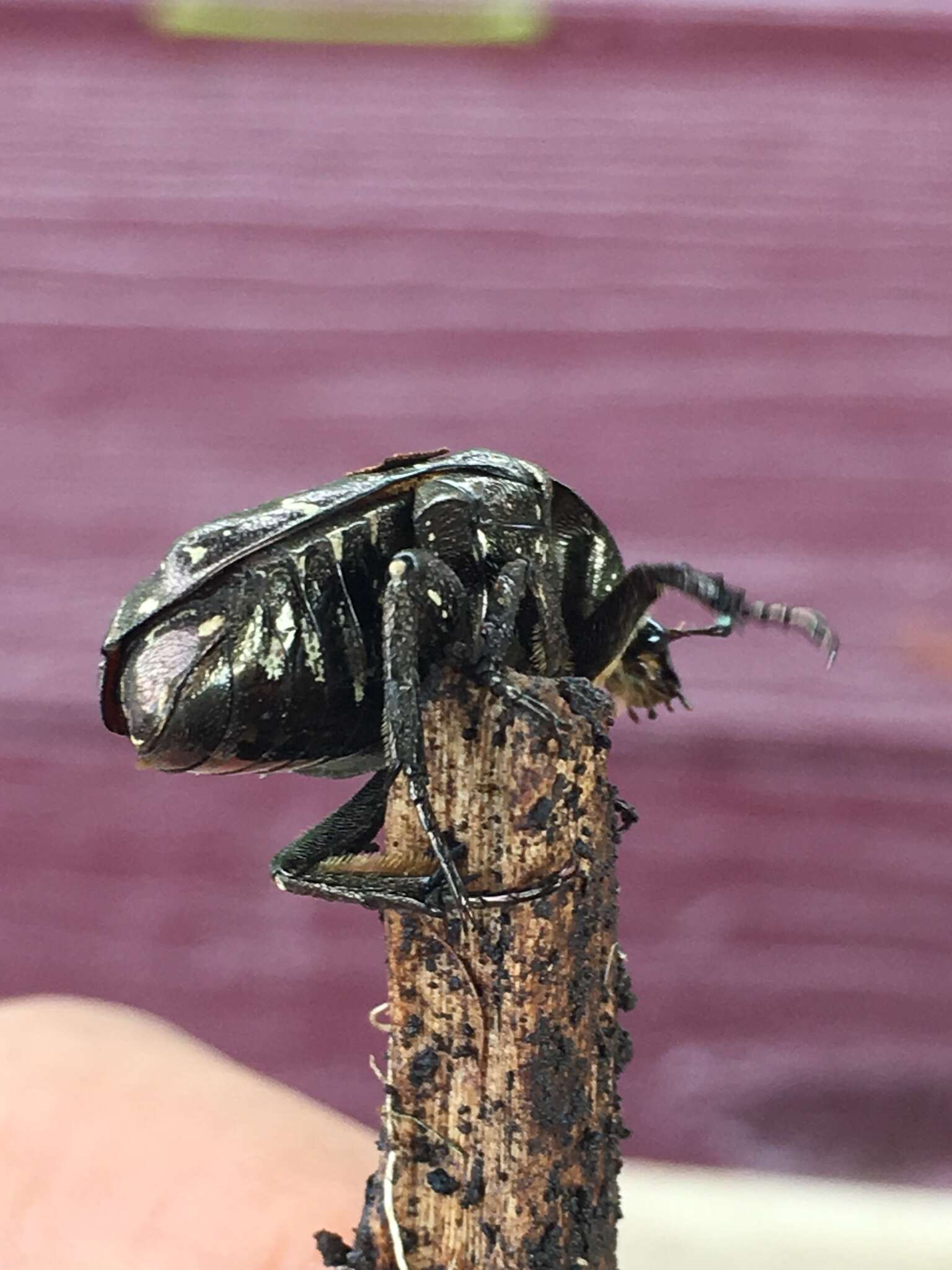 Image of Asian mango flower beetle