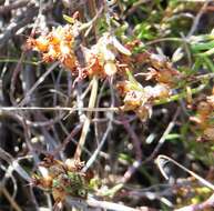 Image of Erica filiformis var. longibracteata H. Bol.