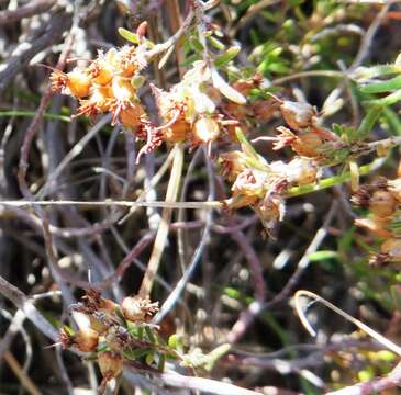 Image of Erica filiformis var. longibracteata H. Bol.