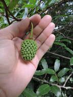 Image of Annona neosericea H. Rainer