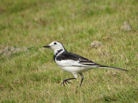 Image of Motacilla alba leucopsis Gould 1838