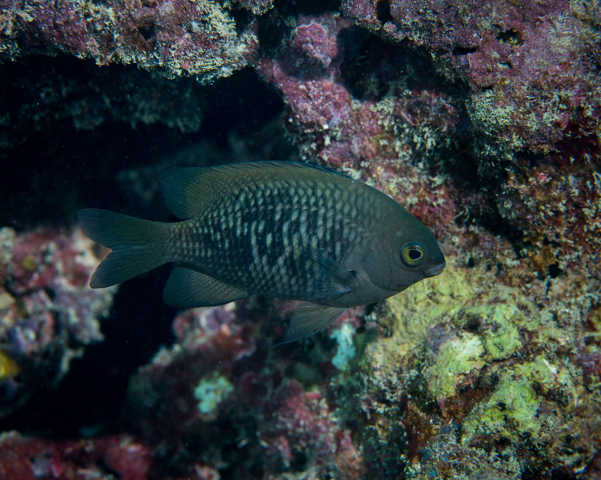 Image of Plectroglyphidodon marginatus (Jenkins 1901)