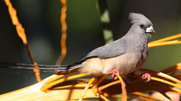 Image of White-backed Mousebird