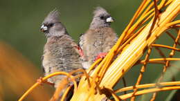 Image of White-backed Mousebird