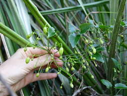 Image of Clematis forsteri J. F. Gmel.