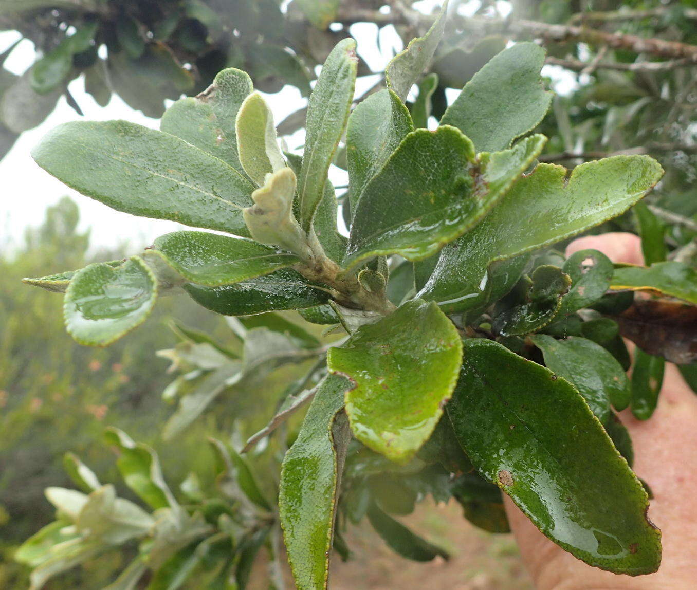 صورة Tarchonanthus littoralis