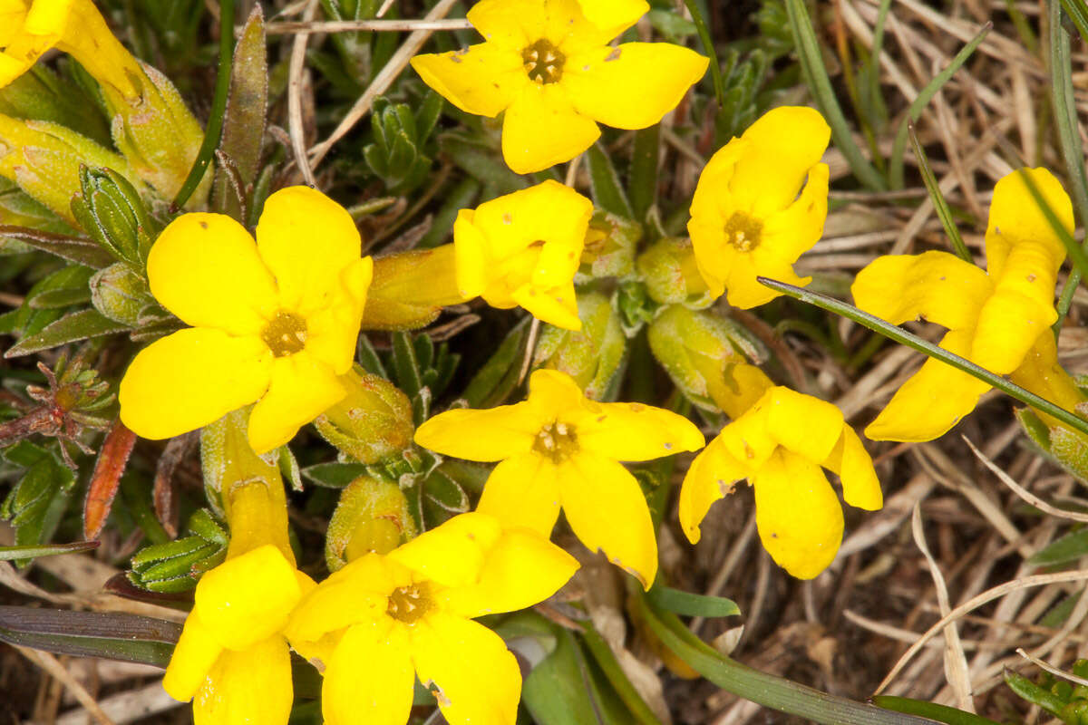 Image of Androsace vitaliana subsp. lepontina (Chiarugi) C. J. Dixon, Gutermann & Schneew.