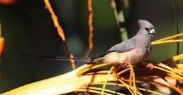 Image of White-backed Mousebird