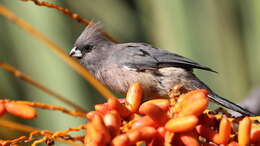 Image of White-backed Mousebird