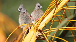 Image of White-backed Mousebird