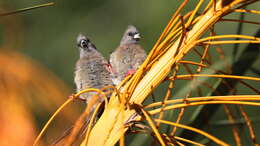 Image of White-backed Mousebird