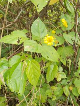 Imagem de Wollastonia biflora (L.) DC.