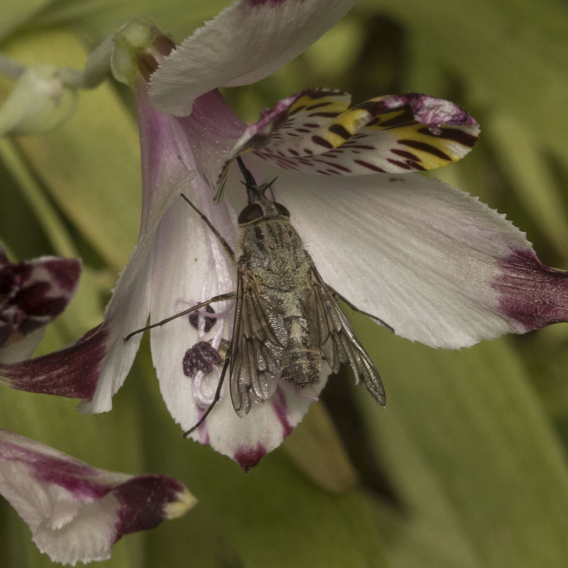 Image de Mycteromyia conica (Bigot 1857)