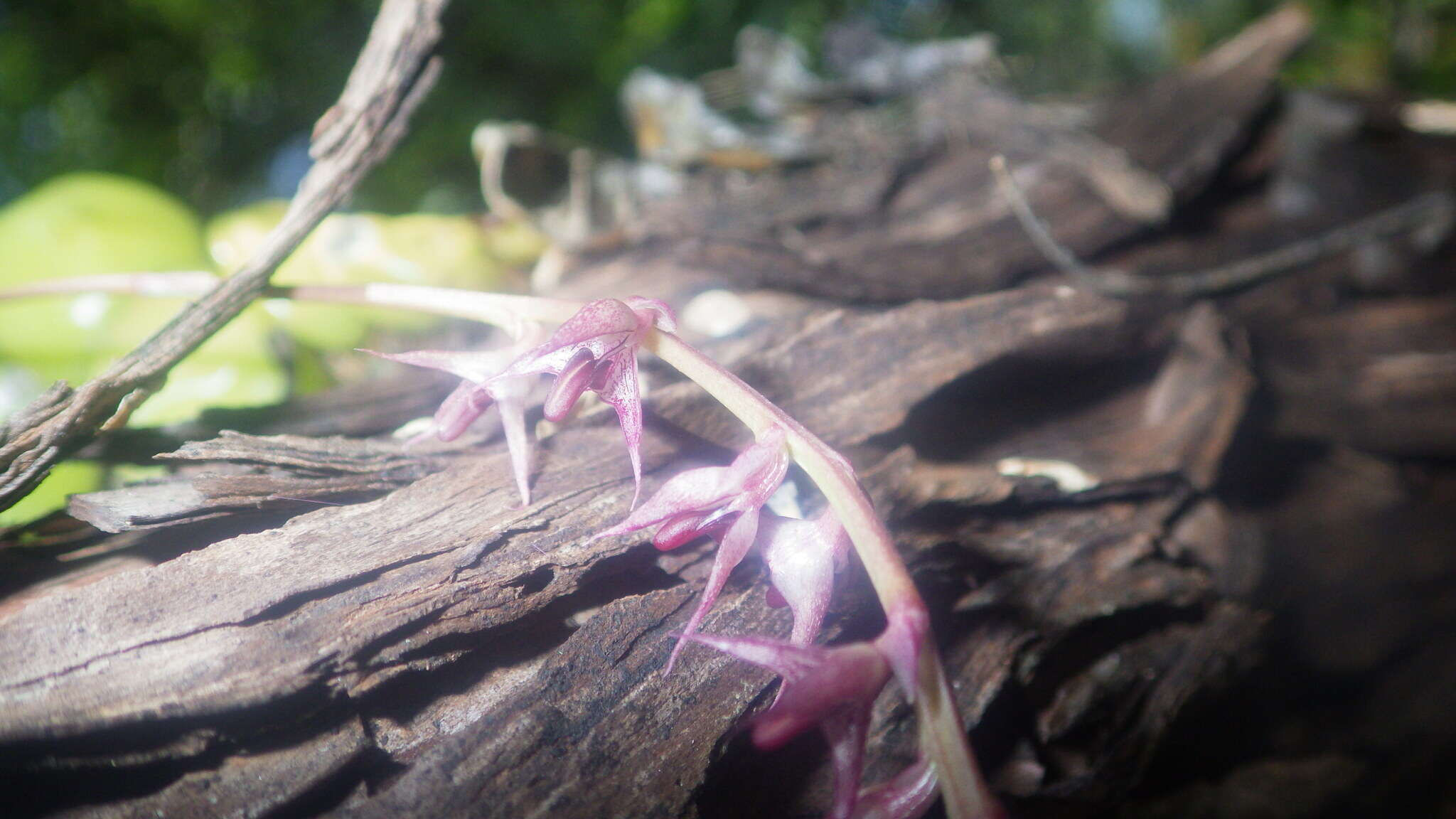 Image of Bulbophyllum histrionicum Rchb. fil. ex G. A. Fisch. & P. J. Cribb