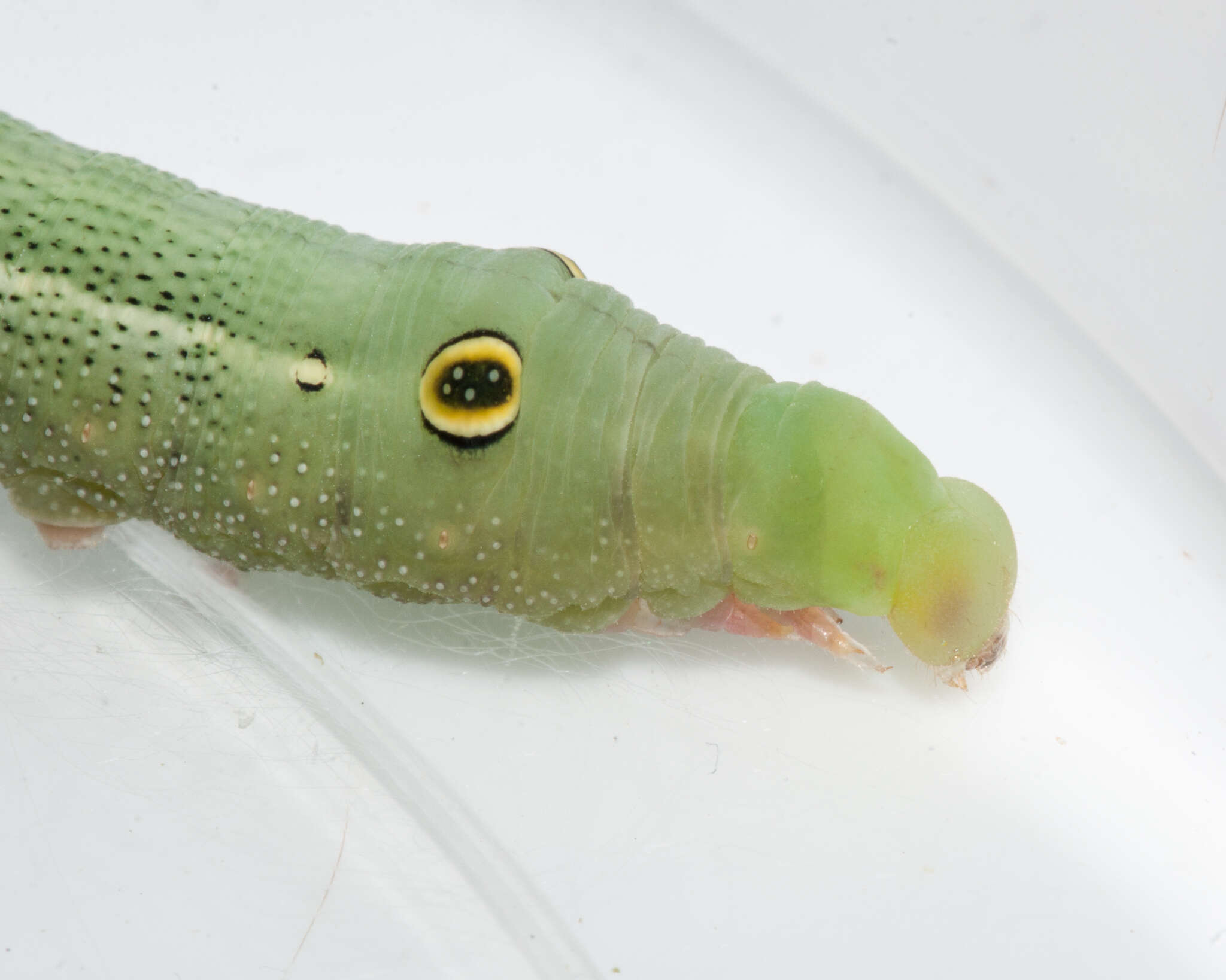 Image of Vine Hawk-Moth