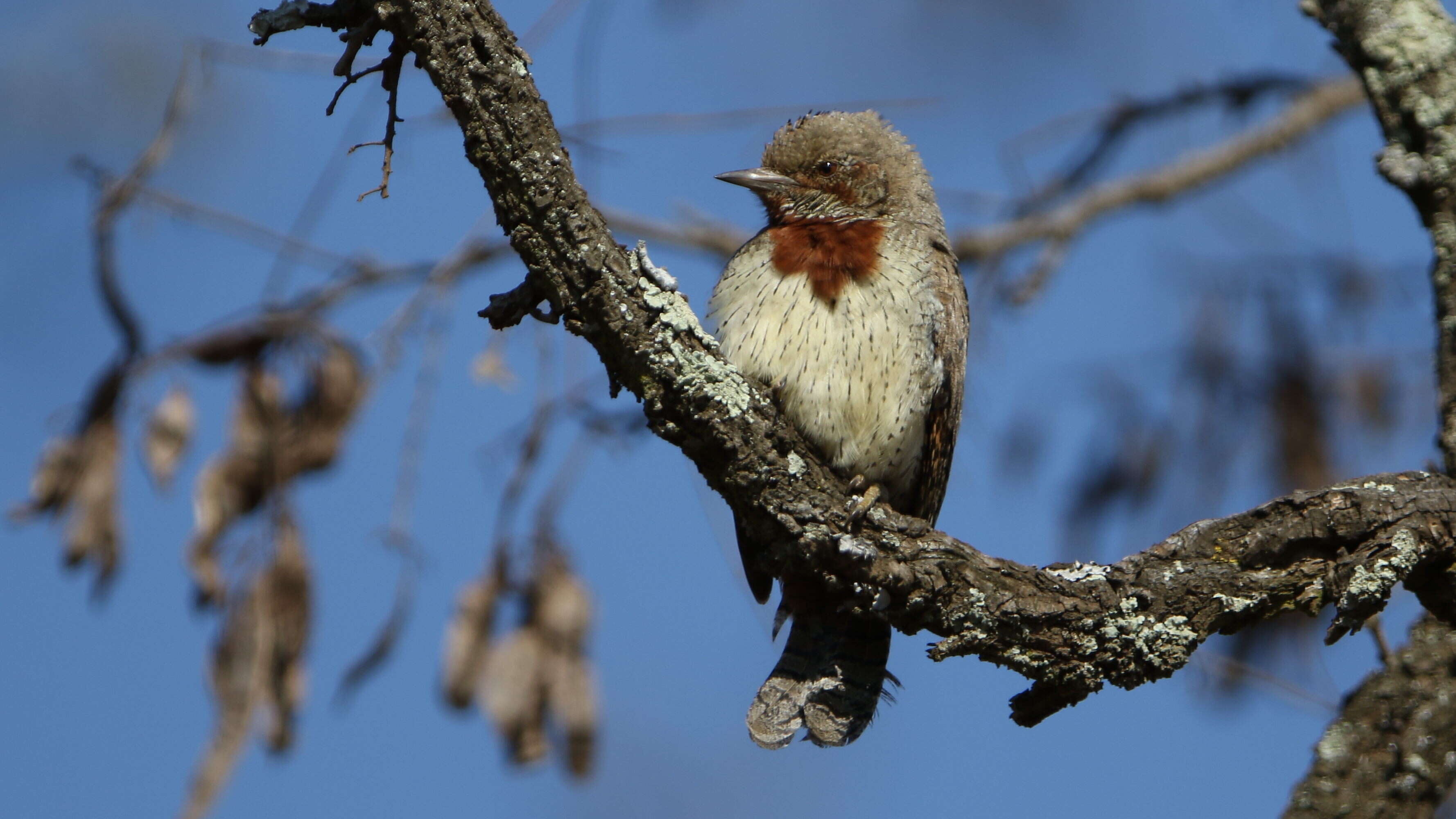 Image of Red-throated Wryneck