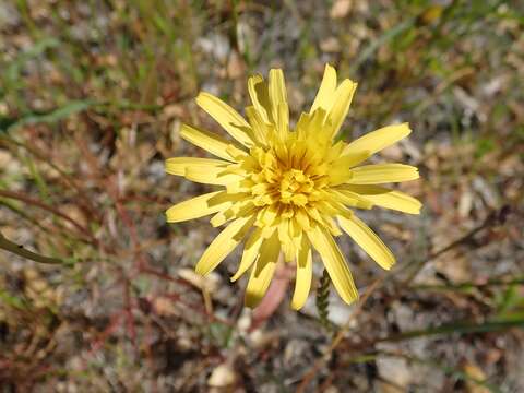 Image de Agoseris heterophylla var. cryptopleura Greene