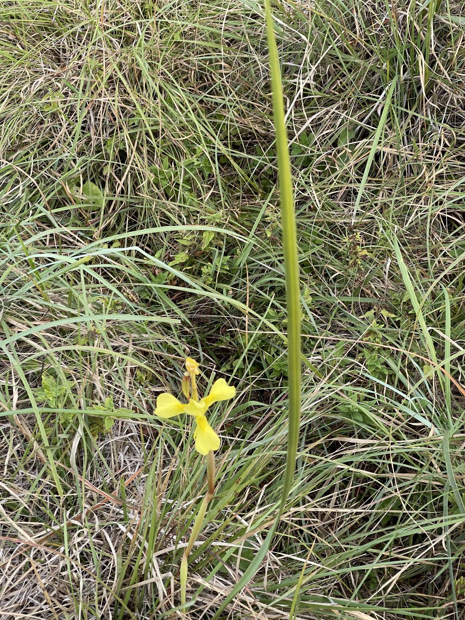 Image of Large yellow moraea